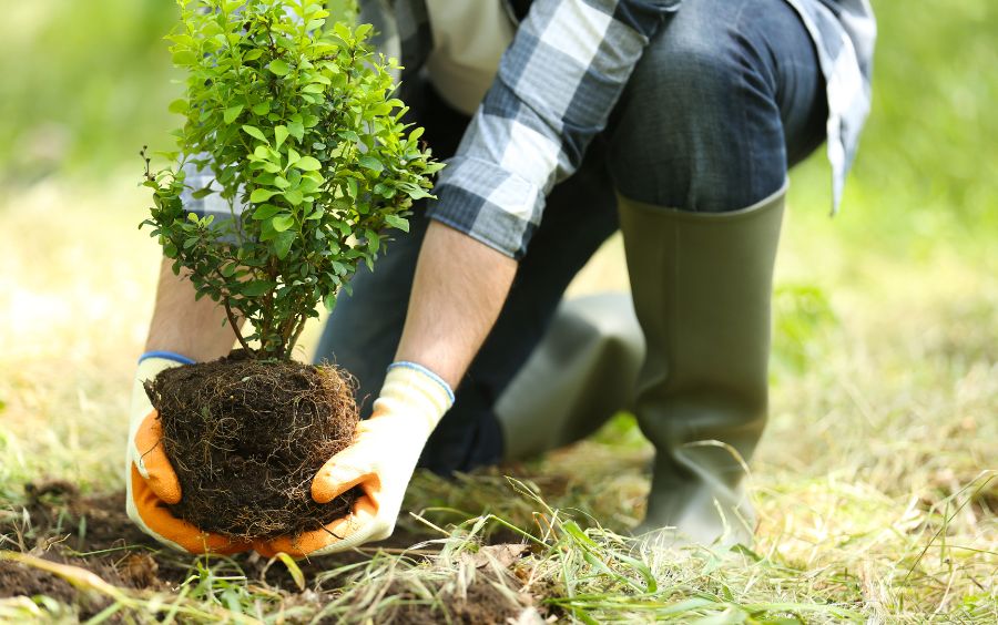 Khóa học Sơ cấp Trồng cây có múi 3 tháng: Kỹ thuật nhà vườn chuẩn năng suất