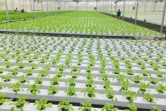 Khóa đào tạo Sơ cấp Trồng rau an toàn 3 tháng: Hướng đi bền vững cho nông nghiệp sạch