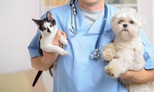 Đào tạo Sơ cấp Nuôi và phòng bệnh gia súc, gia cầm ngắn hạn