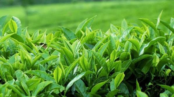 Khóa học Sơ cấp Trồng chè 3 tháng: Cấp chứng chỉ nghề, vững kỹ thuật canh tác
